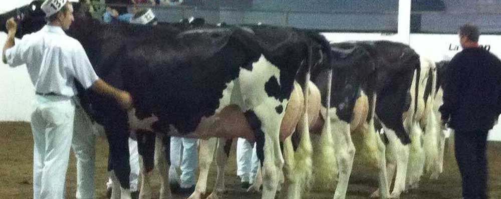 1st Place Breeders Herd Ormstown Fair