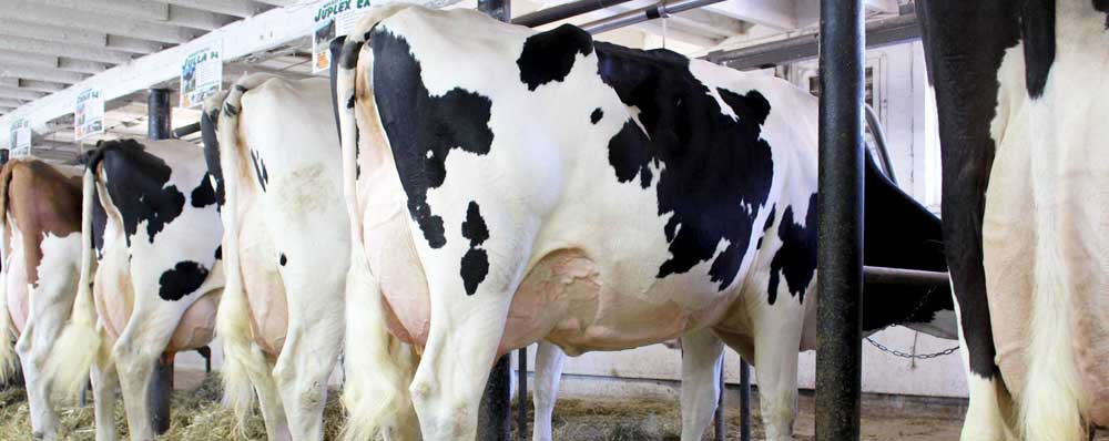 Cows in Breeders Cup