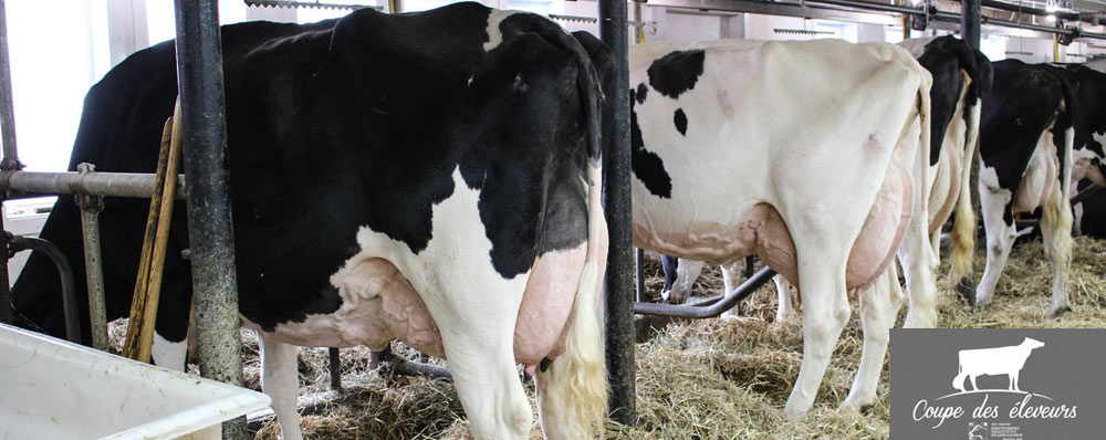 Breeders Cup 2017 - 1st Place progeny of Dam for Goldwyn Bombay