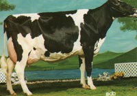 Holstein Cows