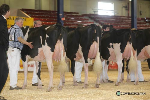 Spring 2017 – 1st place & Bred & Owned two-year-old at New York State Spring Show Dairy Carousel with Mapleley Goldwyn Julia. Spring 2017 – 1st place & Bred & Owned two-year-old at New York State Spring Show Dairy Carousel with Mapleley Goldwyn Julia.