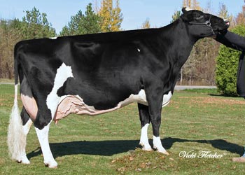 Cow Holsteins