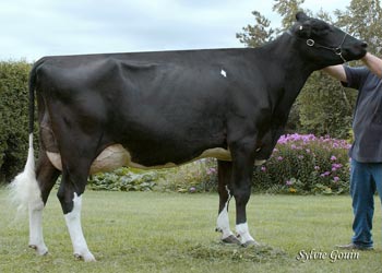 Holstein Cow
