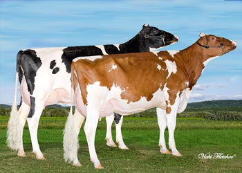 Holstein Cow