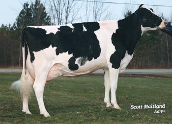 Cow Holsteins