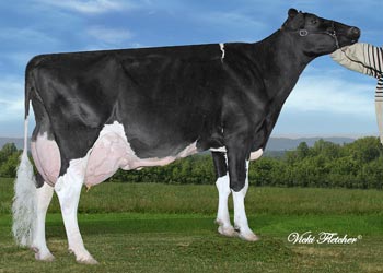 Mapleleys Cows Holsteins