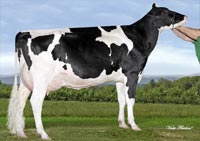 Cows Holsteins