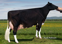 Holsteins Farm Cow