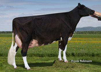 Mapleleys Cows Holsteins