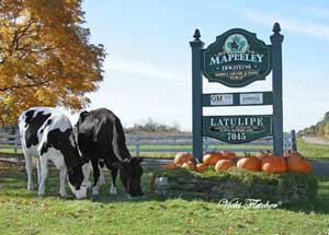 Mapleley's Story Mapleley's Story