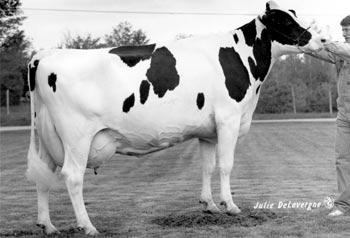 Holstein Cow