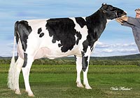 Holsteins Farm Cow