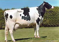 Cows Holsteins