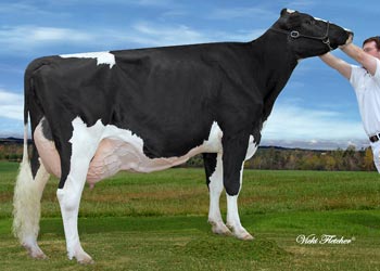 Mapleleys Cows Holsteins